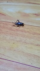 This is a cricket, a small insect known for its chirping sound and long antennae.