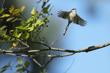flapping Long-tailed TIt,  into the blue sky, FREEDOM