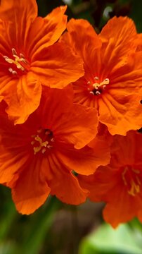 Cordia sebestena or Geiger tree. Cordia sebestena is widely planted throughout the tropics as an ornamental plant in gardens for its showy flowers. 