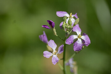 Obraz premium Flor violeta