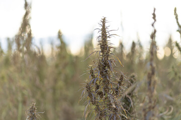 Field landscape with cannabis, used for medical treatment of fatal diseases like cancer, smoking for fun causing addiction, and for industrial use like constructions, textile production, insulation.
