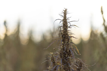 Field landscape with cannabis, used for medical treatment of fatal diseases like cancer, smoking for fun causing addiction, and for industrial use like constructions, textile production, insulation.