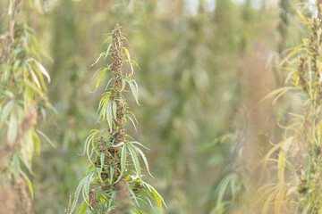 Field landscape with cannabis, used for medical treatment of fatal diseases like cancer, smoking for fun causing addiction, and for industrial use like constructions, textile production, insulation.