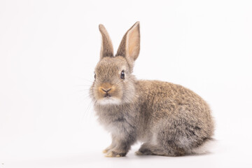 Baby bunny easter fluffy rabbits posing on white nature background on sunny day, Lovely mammal with beautiful bright eyes in nature life. Symbol animal of easter day. Healthy rabbit in many colors. 