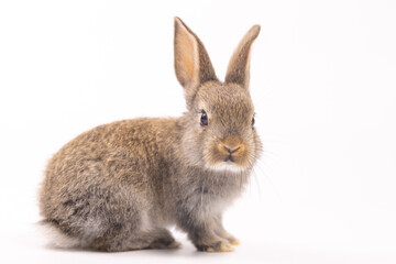 Baby bunny easter fluffy rabbits posing on white nature background on sunny day, Lovely mammal with beautiful bright eyes in nature life. Symbol animal of easter day. Healthy rabbit in many colors. 