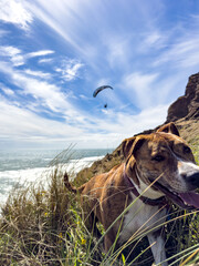 A dog standing on the dunes while a paraglider flies over the New Zealand coast &mdash; two figures sharing the same wild and peaceful landscape.