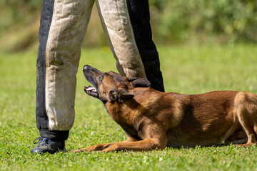 berger belge malinois en ring 