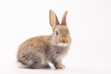 Baby bunny easter fluffy rabbits posing on white nature background on sunny day, Lovely mammal with beautiful bright eyes in nature life. Symbol animal of easter day. Healthy rabbit in many colors. 