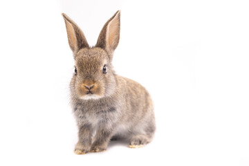 Baby bunny easter fluffy rabbits posing on white nature background on sunny day, Lovely mammal with beautiful bright eyes in nature life. Symbol animal of easter day. Healthy rabbit in many colors. 