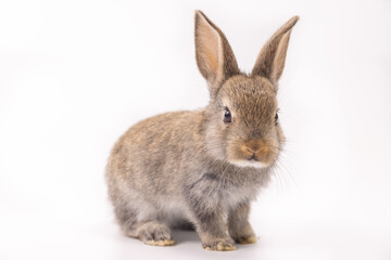 Baby bunny easter fluffy rabbits posing on white nature background on sunny day, Lovely mammal with beautiful bright eyes in nature life. Symbol animal of easter day. Healthy rabbit in many colors. 