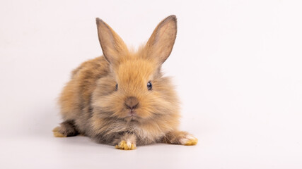 Bunny easter fluffy rabbits posing on white nature background on sunny day, Lovely mammal with beautiful bright eyes in nature life. Symbol animal of easter day. Healthy rabbit in many colors. 