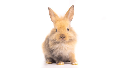 Bunny easter fluffy rabbits posing on white nature background on sunny day, Lovely mammal with beautiful bright eyes in nature life. Symbol animal of easter day. Healthy rabbit in many colors. 