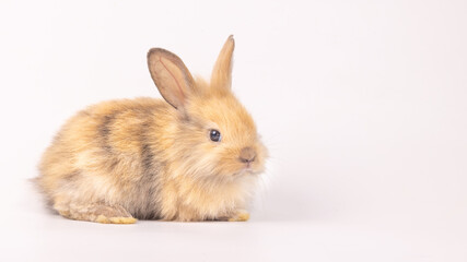Bunny easter fluffy rabbits posing on white nature background on sunny day, Lovely mammal with beautiful bright eyes in nature life. Symbol animal of easter day. Healthy rabbit in many colors. 