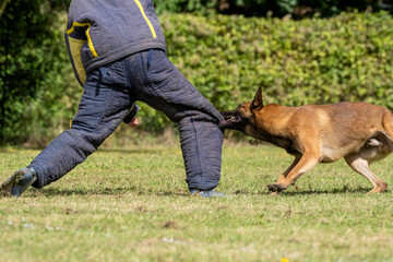 berger belge malinois en ring 