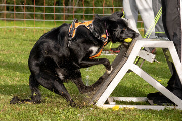 border collie en flyball