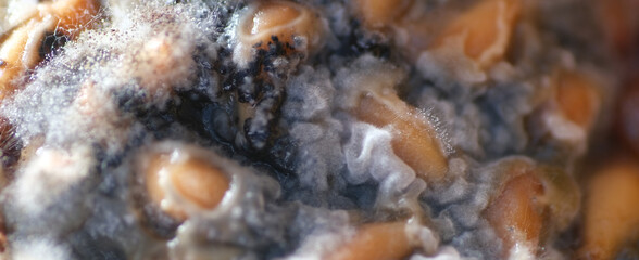 Macro texture of fungus growth on rotten pomegranate fruit