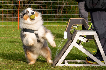berger australien en flyball