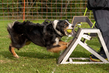 berger australien en flyball
