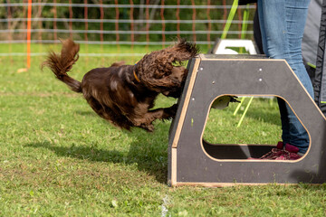 cocker en flyball