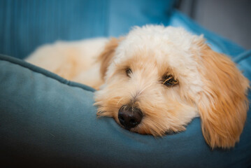Fluffy Maltipoo Puppy Resting on a Blue Cushion