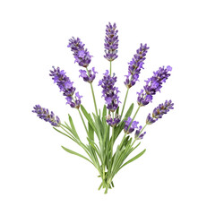 Lavender Flowers Purple Sprigs Isolated On Transparent Background
