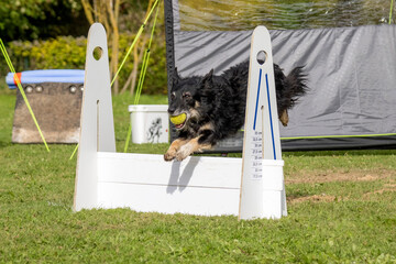 border collie en flyball