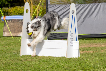 border collie en flyball