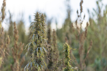 Field landscape with cannabis, used for medical treatment of fatal diseases like cancer, smoking for fun causing addiction, and for industrial use like constructions, textile production, insulation.