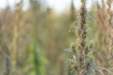Field landscape with cannabis, used for medical treatment of fatal diseases like cancer, smoking for fun causing addiction, and for industrial use like constructions, textile production, insulation.