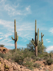 Saguaro cactus in the high Sonoran desert of Arizona