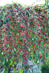 a large harvest of paradise apples on the tree