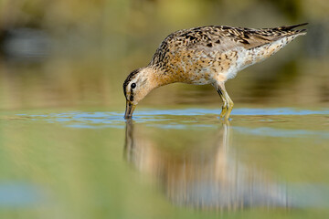 A Short-billed Dowitcher wades through a marsh