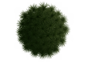 Green pine tree bush top view, natural coniferous plant foliage with transparent background