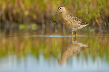 A Short-billed Dowitcher wades through a marsh