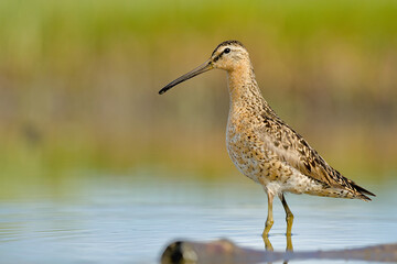 A Short-billed Dowitcher wades through a marsh