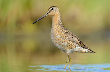 A Short-billed Dowitcher wades through a marsh