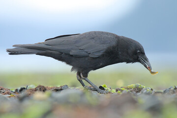 An American Crow feeds along the Alaskan coastline.