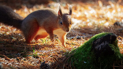 The Red Squirrel (Sciurus vulgaris), also called Eurasian Red Squirrel, feeding in dappled sunlight, County Durham
