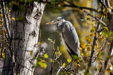 Garza real entre ramas en un bosque iluminado por el sol