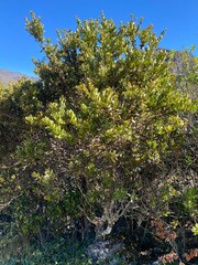 Typical Andean páramo vegetation in mist
Green mountains and high mountain lagoon
Paramo ecosystem with frailejones and tall grasses
Sunrise among mountains of the Colombian páramo
