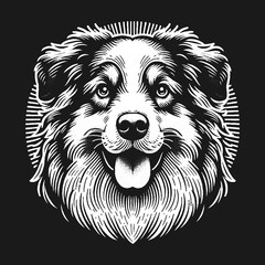 Australian Shepherd Dog Portrait in Black and White.