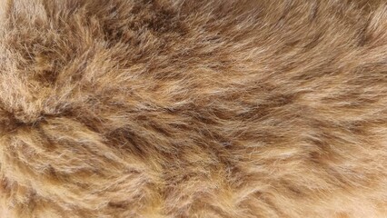Close-up of soft brown fur texture with detailed natural patterns and fine hairs. Ideal for background, fabric design, animal concept, or natural texture reference in creative projects.