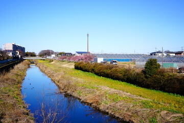 冬の終わりから春の訪れを感じさせる青い空と澄んだ水路の風景です。土手には枯れ草と菜の花が混在し遠くには温室や住宅そしてわずかに桜が見えています。