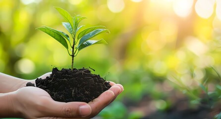 gentle hands nurturing a young plant