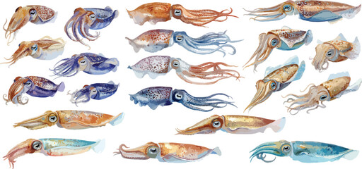 Watercolor  Calamari Clipart
