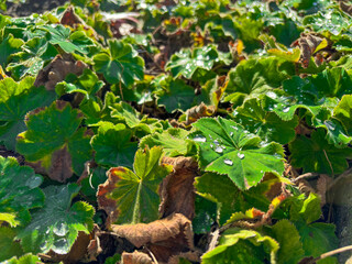 Close-up of lush green foliage illuminated by soft sunlight, highlighting the delicate veins and texture of the leaves. Perfect for eco design, nature backgrounds, or botanical themes
