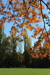 Autumn trees in the park