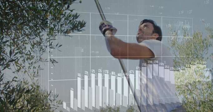 Worker harvesting olives wearing white tee gloves using pole in olive grove, with data overlay - Powered by Adobe