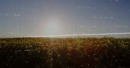 Stretching yellow flowering crop glowing at dawn on farm, displaying digital overlay and lens flare