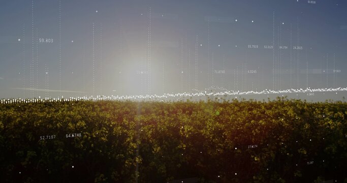 Stretching yellow flowering crop glowing at dawn on farm, displaying digital overlay and lens flare